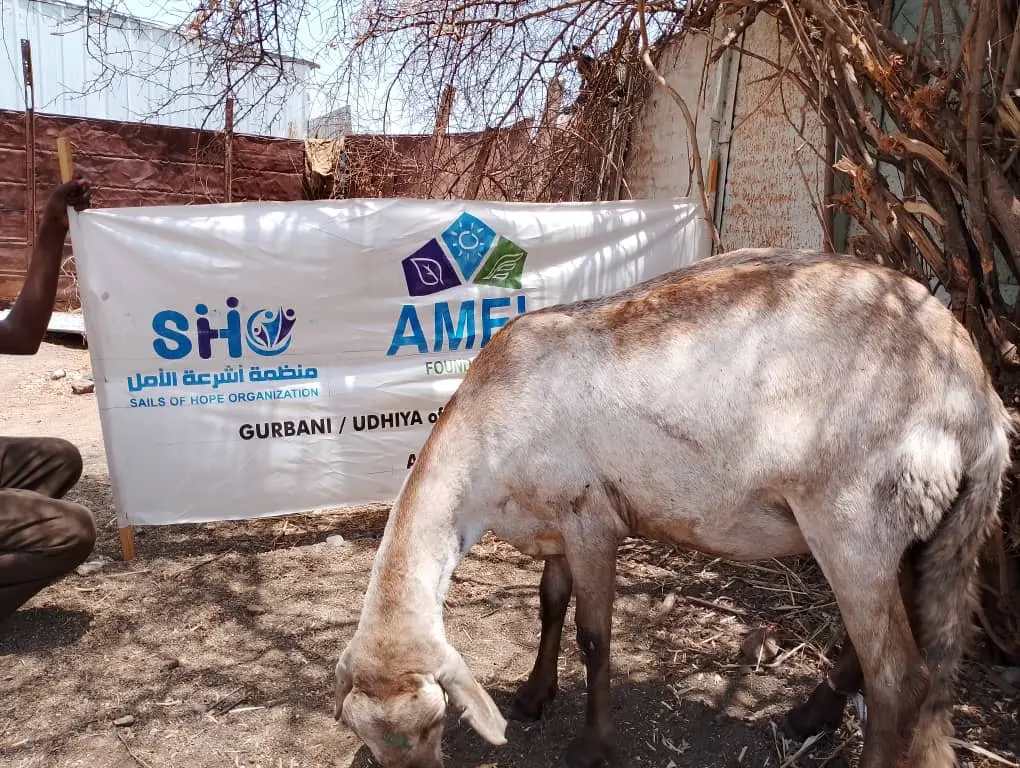 Beyond Ritual Why Qurbani is a Lifeline for Sudan in 2026