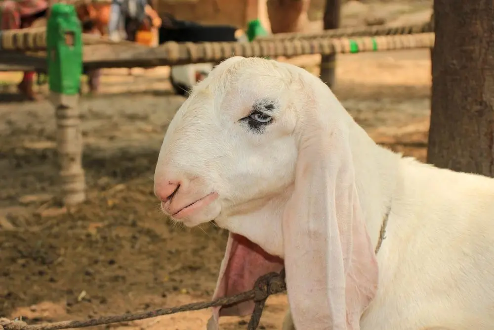 Qurbani Meaning in 2026 A Lifeline Beyond Ritual