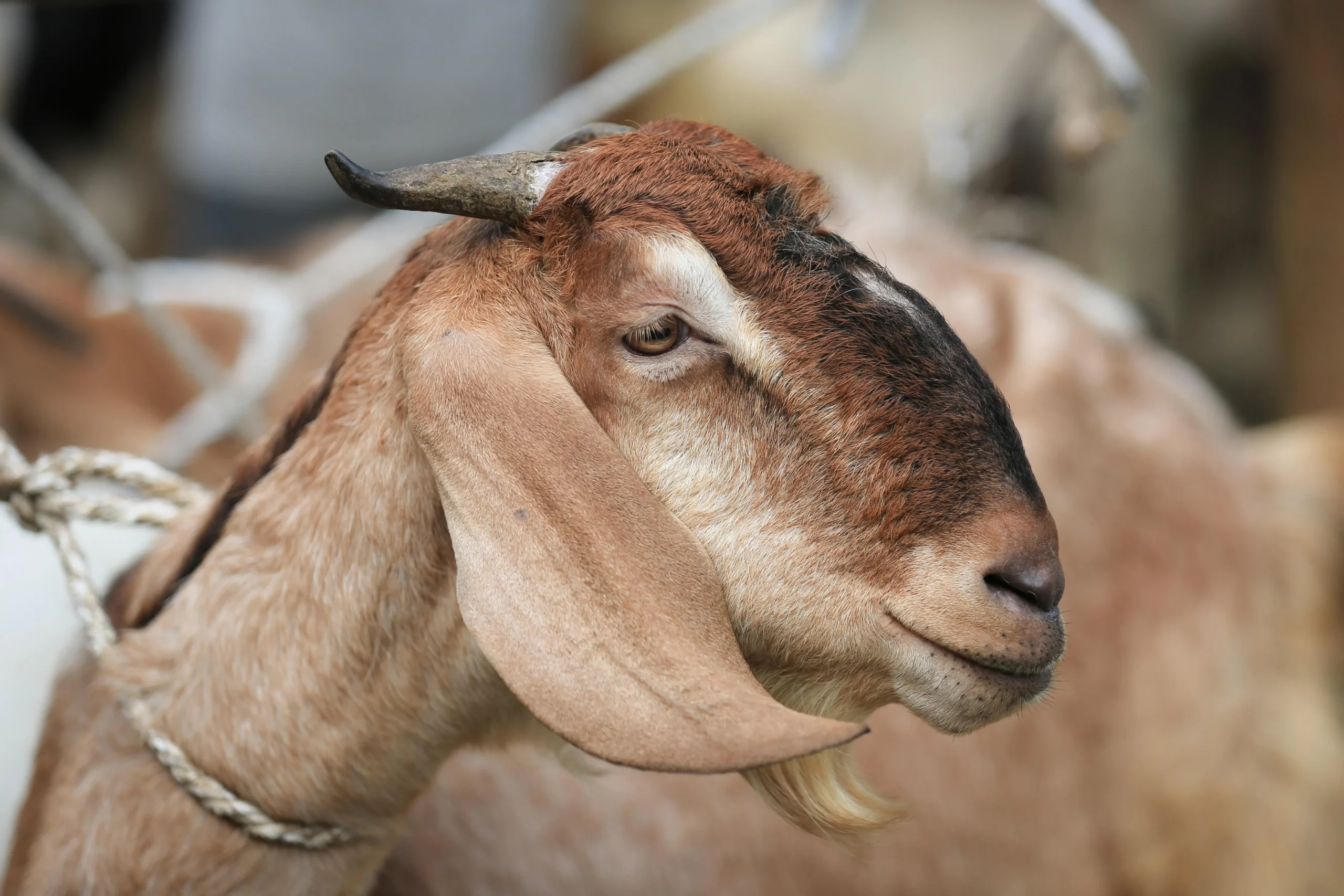Eid Adha Qurbani When Faith Becomes a Lifeline in Sudan