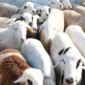 Eid al Adha Qurbani in Sudan When Sacrifice Becomes Survival 85x85
