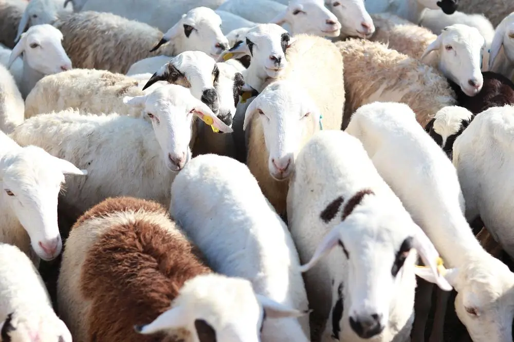 Eid al Adha Qurbani in Sudan When Sacrifice Becomes Survival